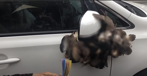 Lùm xùm khắc tên lên mai rùa chưa lắng, Thuỷ Tiên bị netizen khui lại clip treo ngược đàn cò lửa trên ô tô khi mua để phóng sinh-4