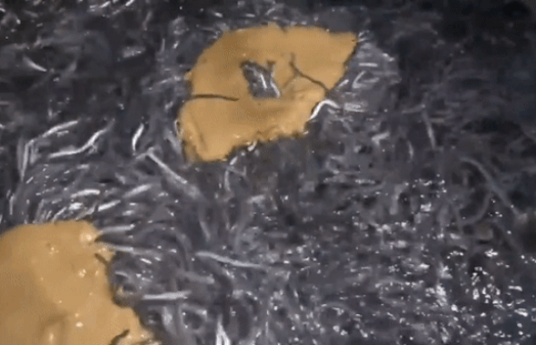 Việt Nam có loài cá đặc sản được coi như linh dược của đàn ông-1