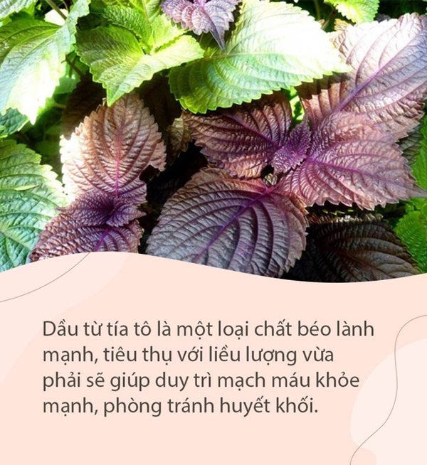 Loại rau siêu bổ dưỡng, khi ép thành dầu tốt hơn cả dầu đậu phộng nhưng không phải ai cũng biết cách tận dụng-2