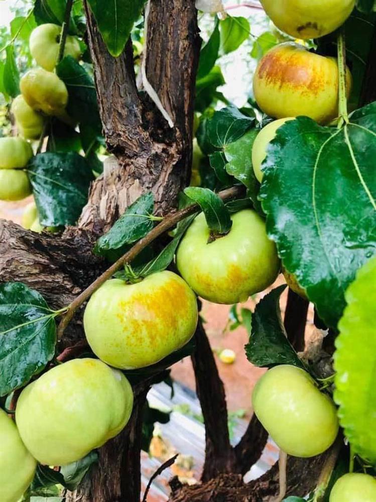 Loại táo Trung Quốc siêu lạ, giá đắt đỏ vẫn ‘cháy hàng’-2