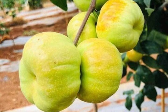 Loại táo Trung Quốc siêu lạ, giá đắt đỏ vẫn ‘cháy hàng’