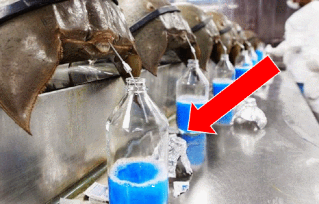 Sam biển bò về Hà Nội giá đã 1 triệu đồng/đôi nhưng máu của nó còn có giá cao khủng khiếp gấp trăm lần-5