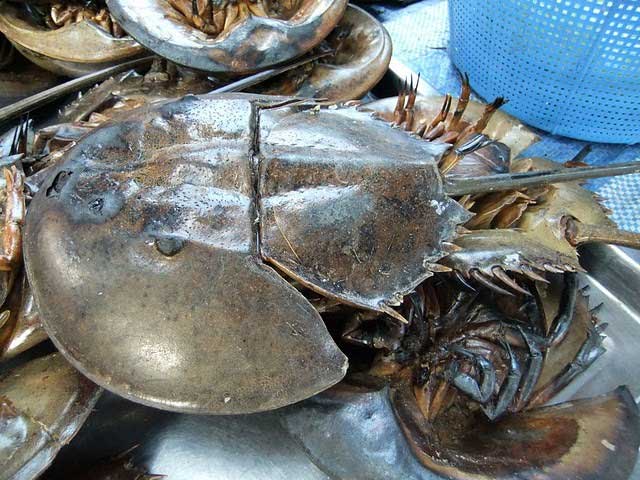 Sam biển bò về Hà Nội giá đã 1 triệu đồng/đôi nhưng máu của nó còn có giá cao khủng khiếp gấp trăm lần-2