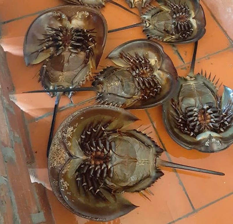 Sam biển bò về Hà Nội giá đã 1 triệu đồng/đôi nhưng máu của nó còn có giá cao khủng khiếp gấp trăm lần-4