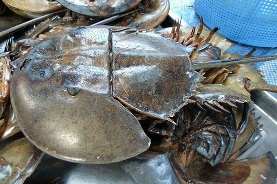 Sam biển 'bò' về Hà Nội giá đã 1 triệu đồng/đôi nhưng máu của nó còn có giá cao khủng khiếp gấp trăm lần
