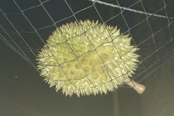 Sầu riêng Việt sang Úc, chưa cập bến đã hết hàng-2