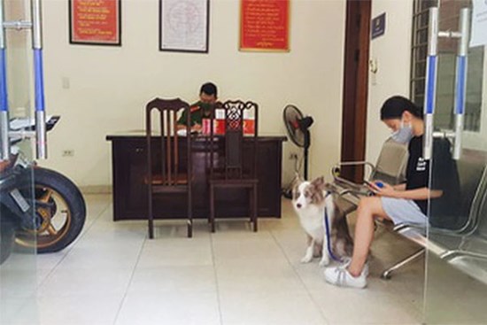 Cô gái Hà Nội bị phạt 2 triệu đồng vì dắt chó đi dạo