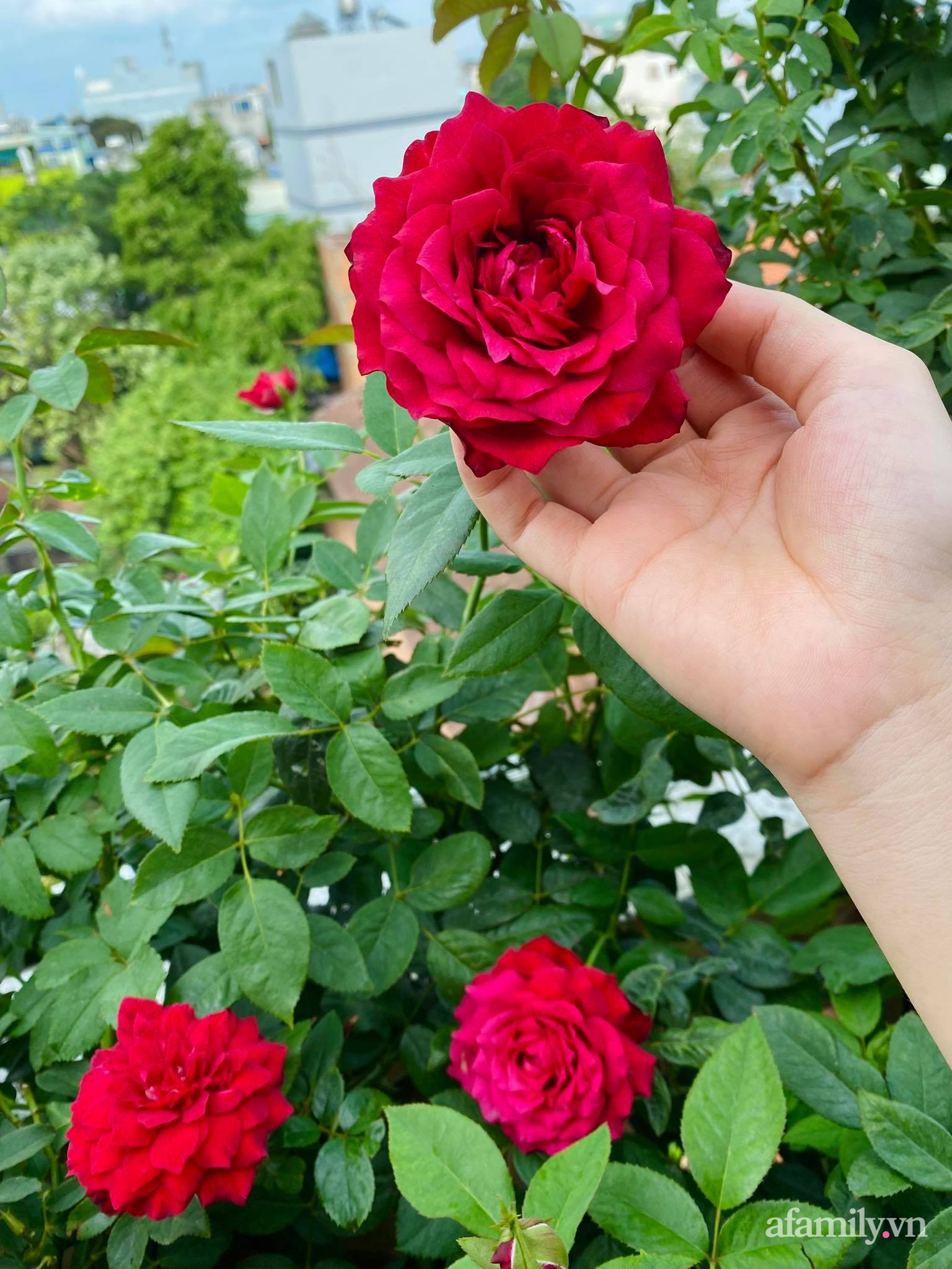 Sân thượng phủ kín hoa hồng và rau quả sạch ở Sài Gòn của Hoa hậu Janny Thủy Trần-13