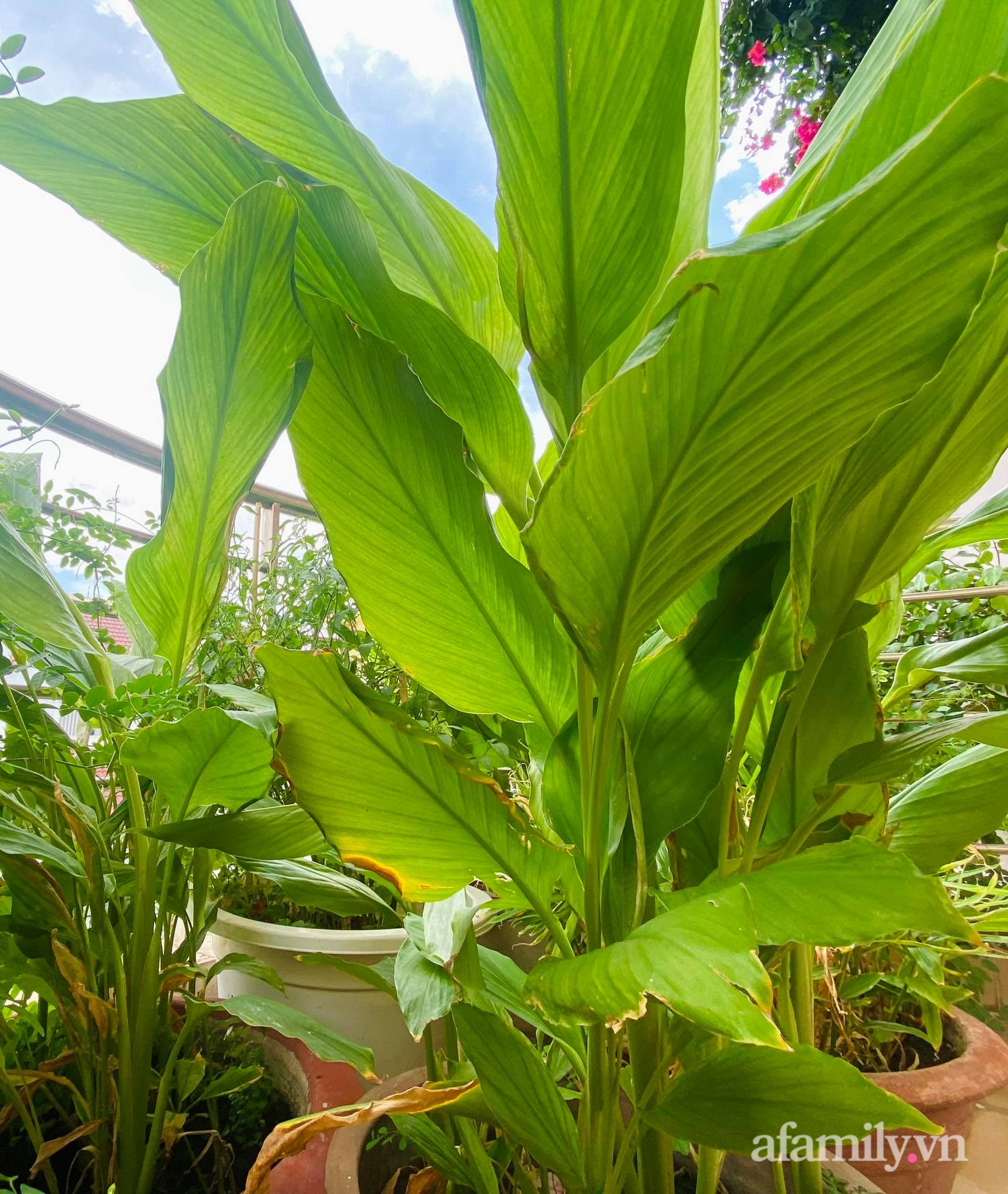 Sân thượng phủ kín hoa hồng và rau quả sạch ở Sài Gòn của Hoa hậu Janny Thủy Trần-34