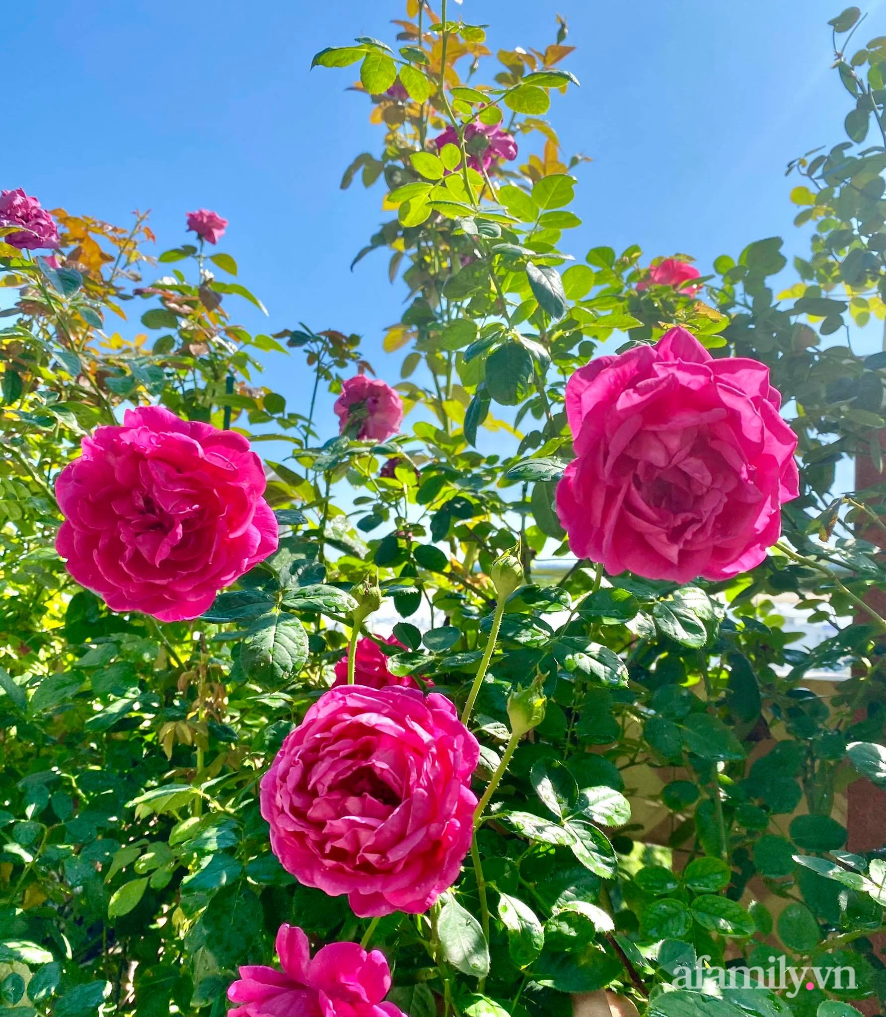 Sân thượng phủ kín hoa hồng và rau quả sạch ở Sài Gòn của Hoa hậu Janny Thủy Trần-10