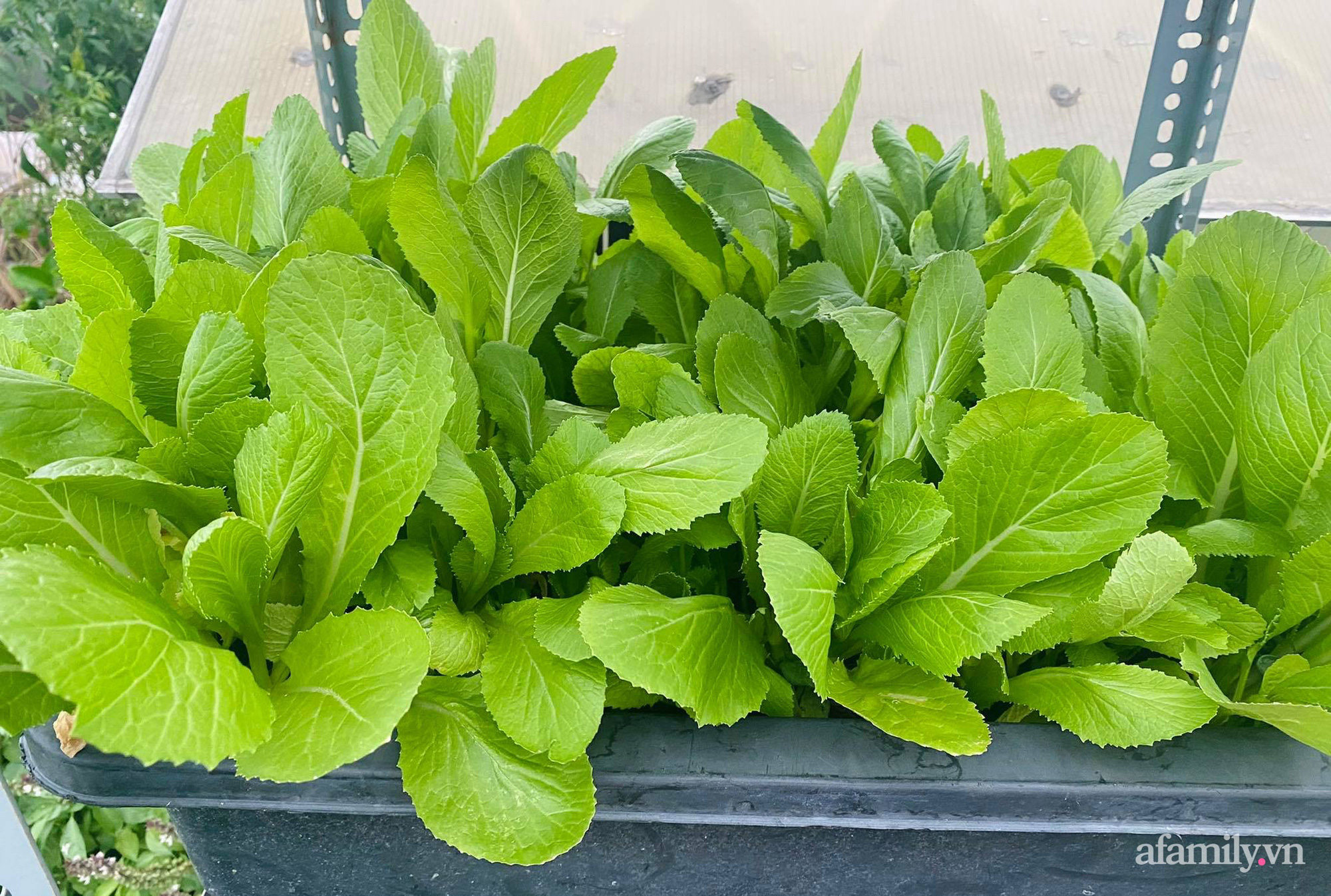 Sân thượng phủ kín hoa hồng và rau quả sạch ở Sài Gòn của Hoa hậu Janny Thủy Trần-35