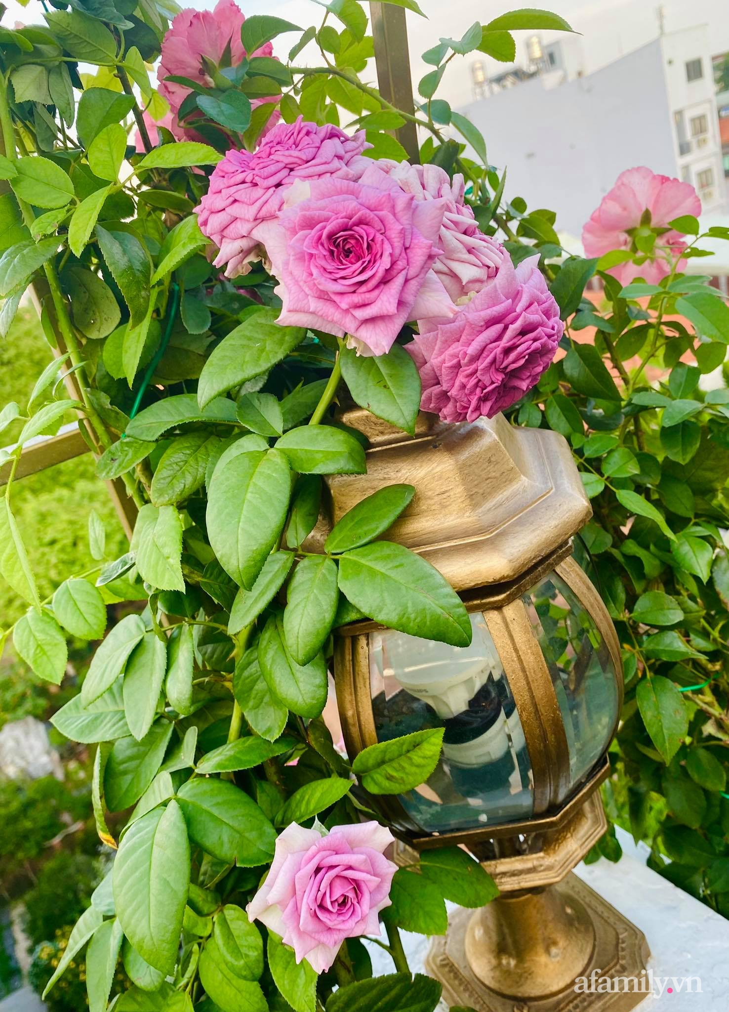 Sân thượng phủ kín hoa hồng và rau quả sạch ở Sài Gòn của Hoa hậu Janny Thủy Trần-19