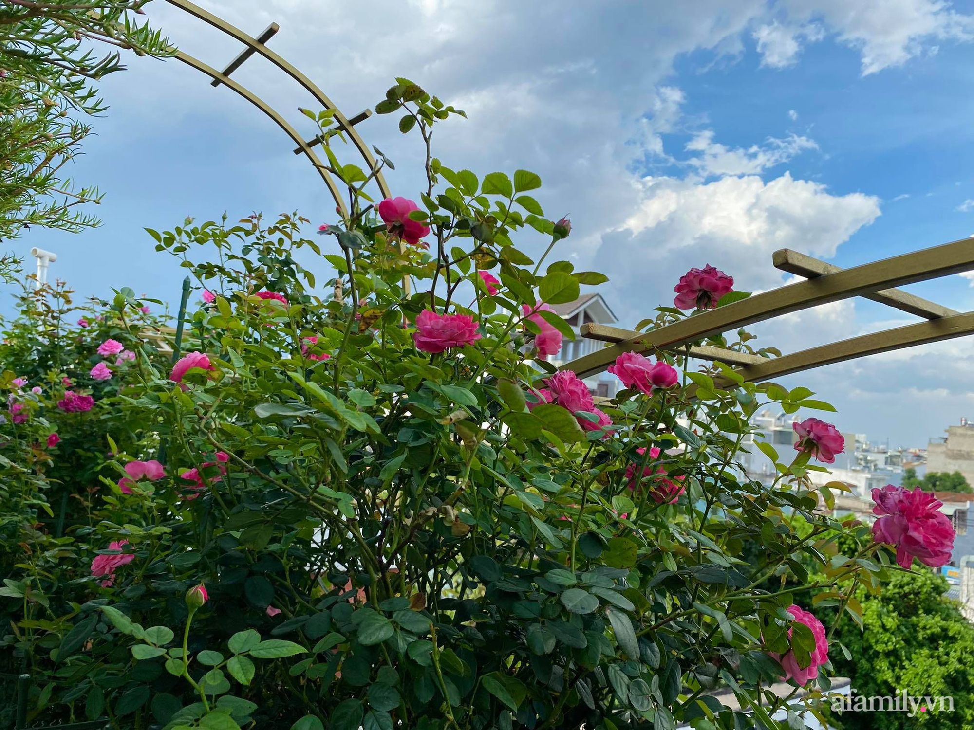Sân thượng phủ kín hoa hồng và rau quả sạch ở Sài Gòn của Hoa hậu Janny Thủy Trần-16