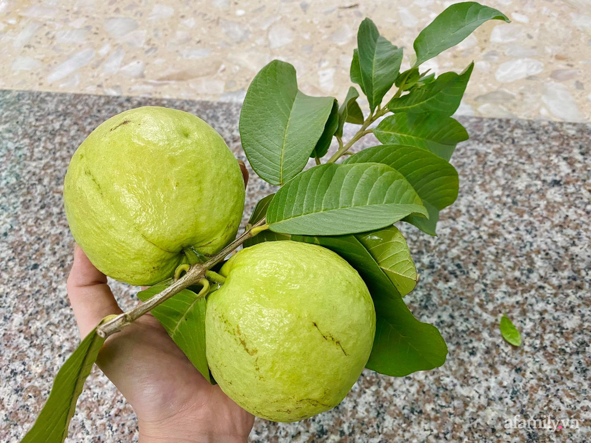 Sân thượng phủ kín hoa hồng và rau quả sạch ở Sài Gòn của Hoa hậu Janny Thủy Trần-37