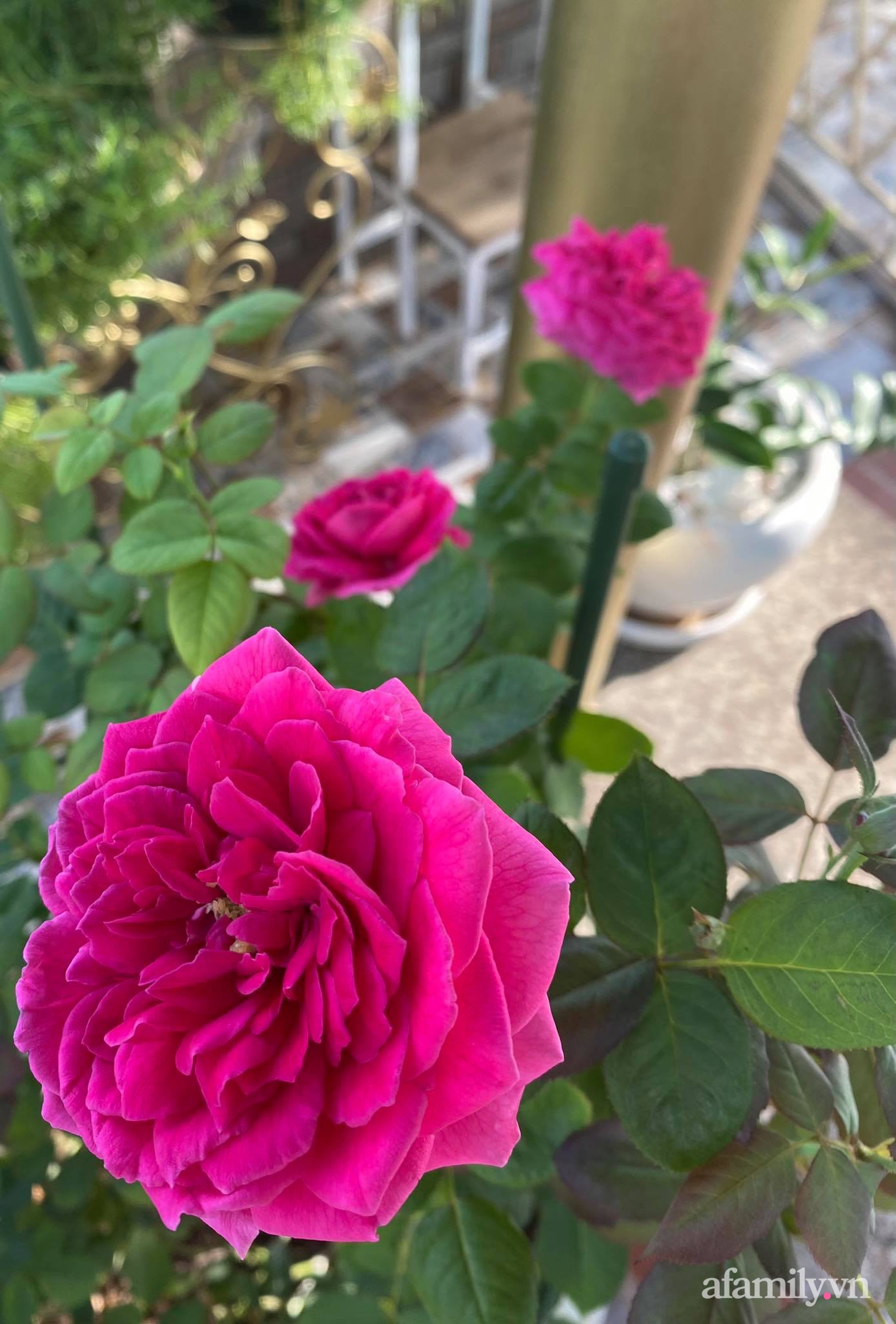 Sân thượng phủ kín hoa hồng và rau quả sạch ở Sài Gòn của Hoa hậu Janny Thủy Trần-21