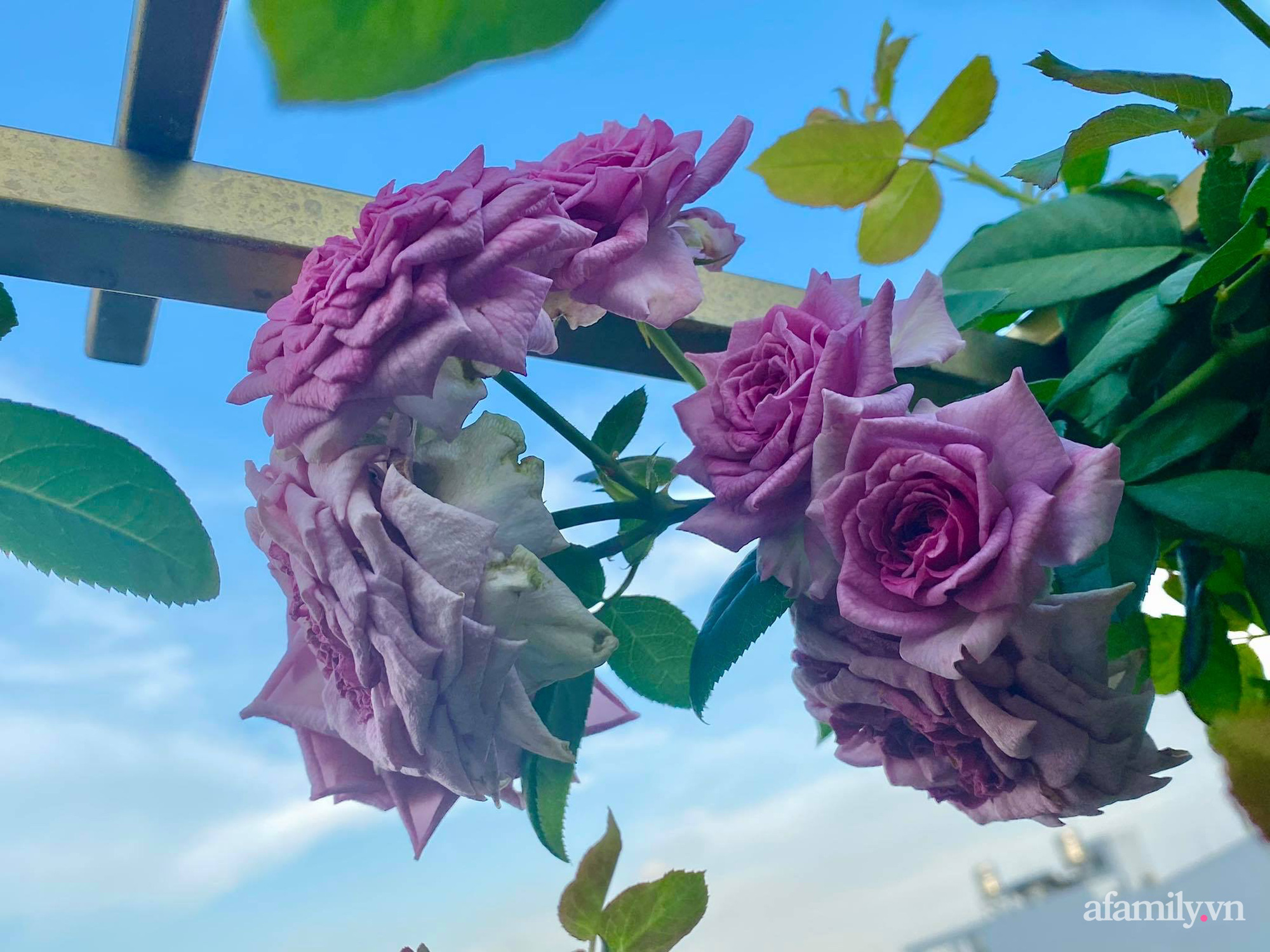 Sân thượng phủ kín hoa hồng và rau quả sạch ở Sài Gòn của Hoa hậu Janny Thủy Trần-15