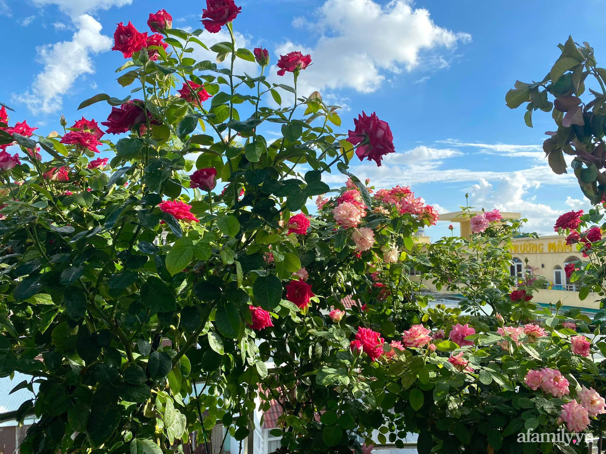 Sân thượng phủ kín hoa hồng và rau quả sạch ở Sài Gòn của Hoa hậu Janny Thủy Trần-4