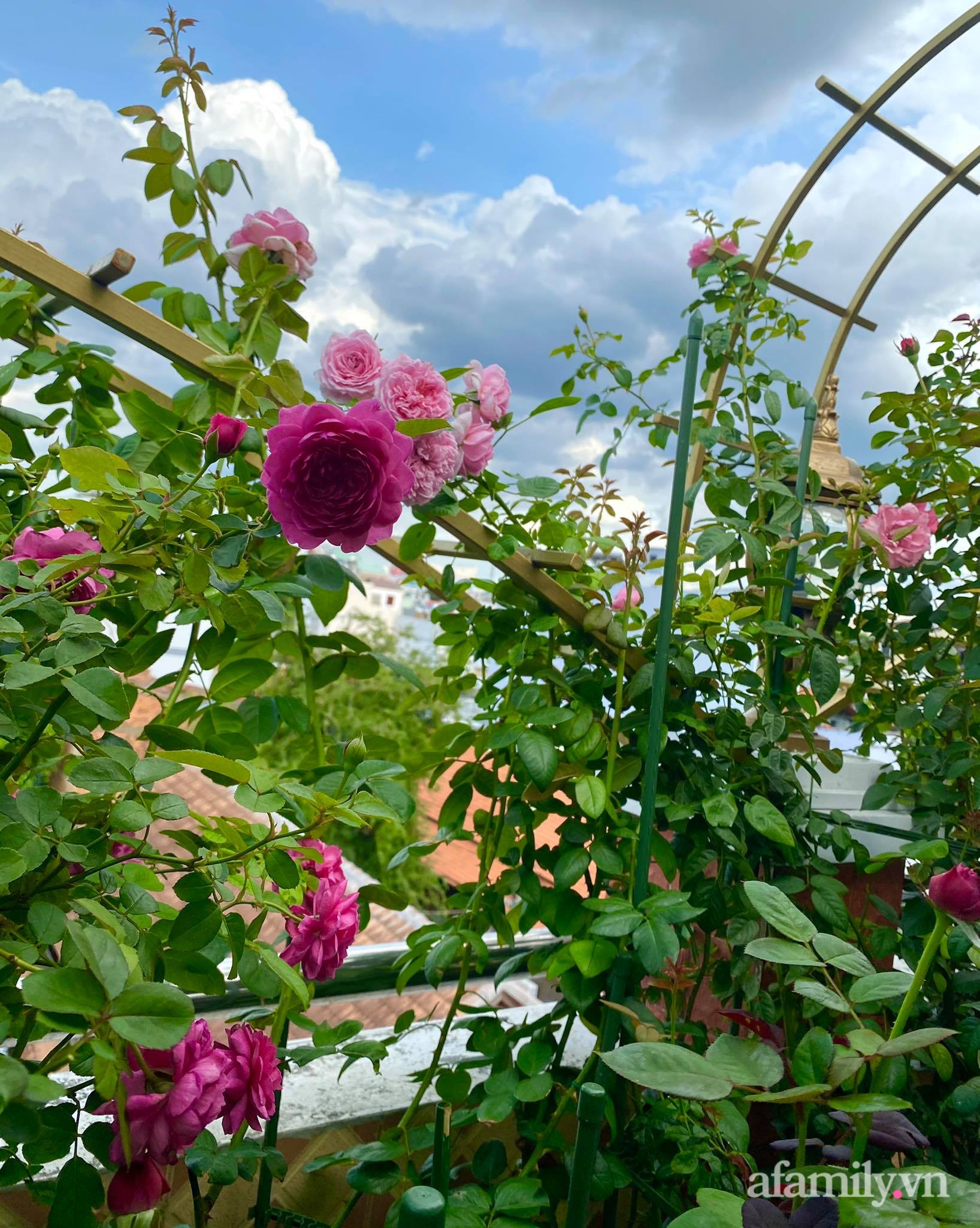 Sân thượng phủ kín hoa hồng và rau quả sạch ở Sài Gòn của Hoa hậu Janny Thủy Trần-20