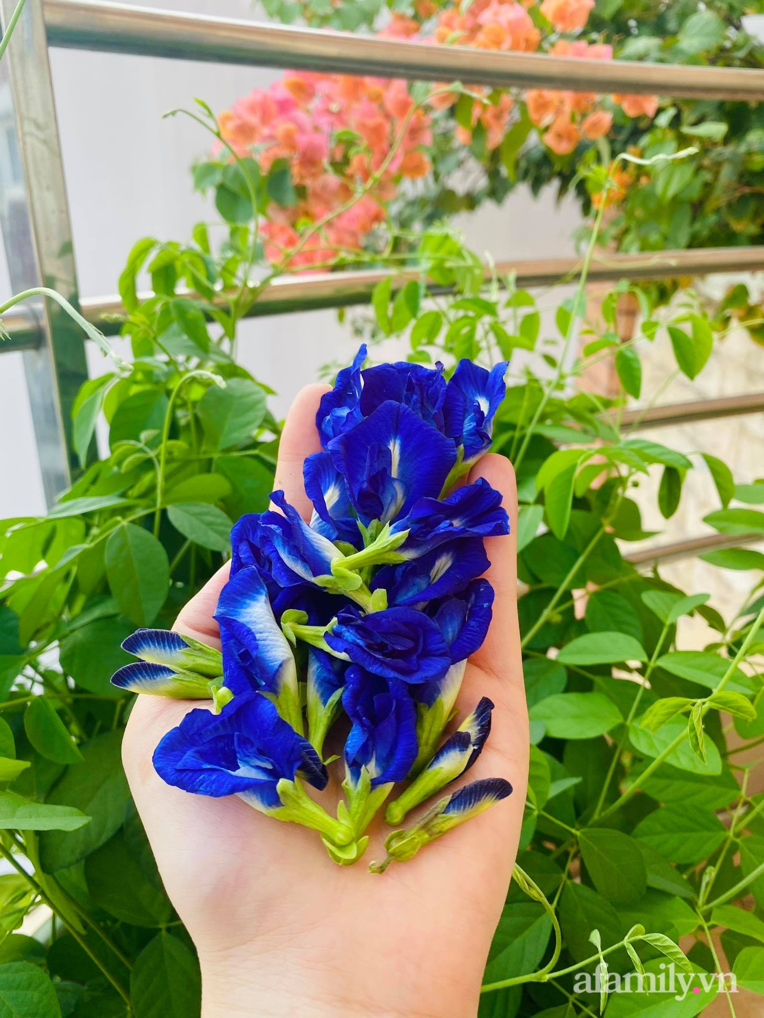 Sân thượng phủ kín hoa hồng và rau quả sạch ở Sài Gòn của Hoa hậu Janny Thủy Trần-30