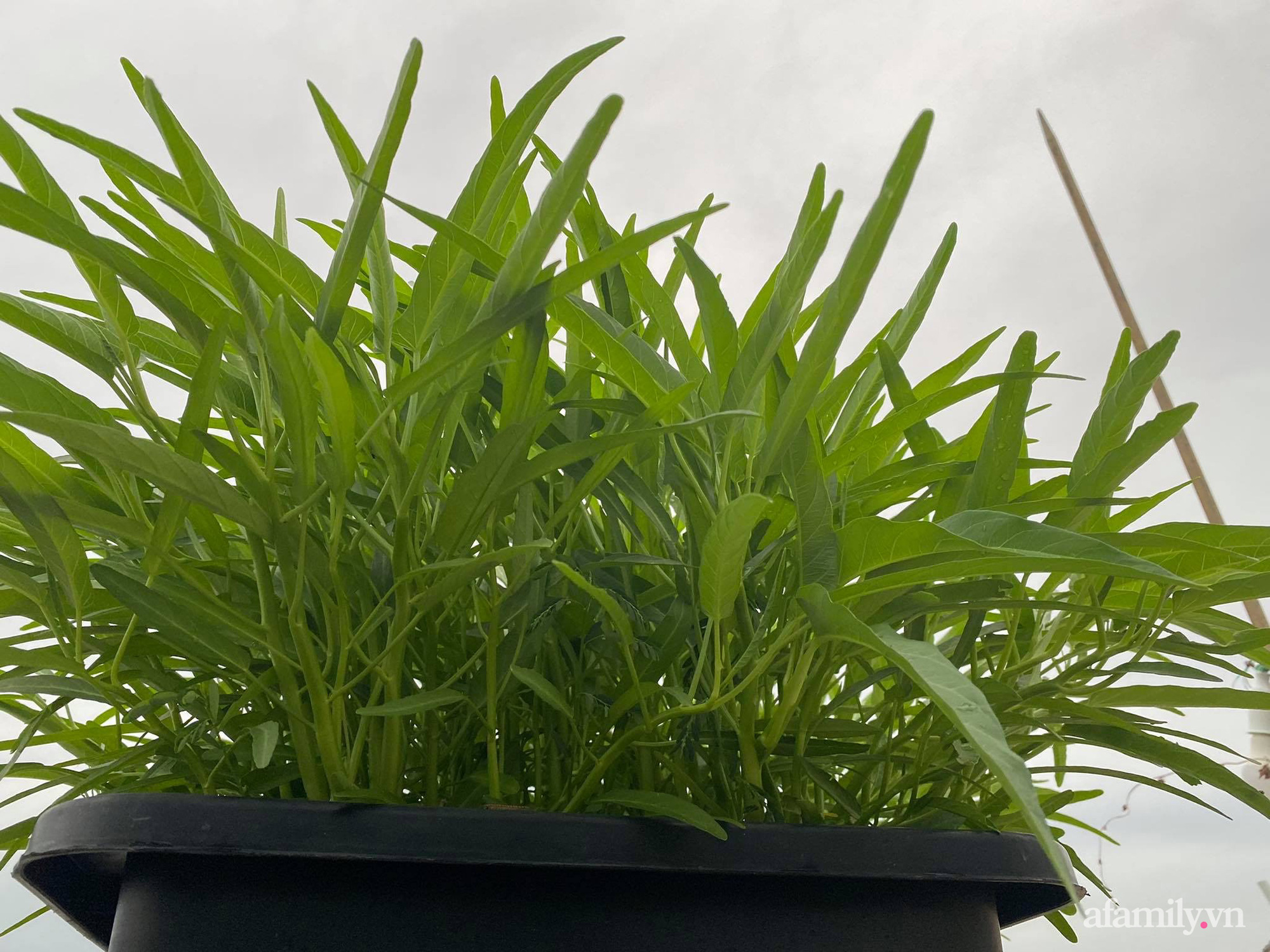 Sân thượng phủ kín hoa hồng và rau quả sạch ở Sài Gòn của Hoa hậu Janny Thủy Trần-33