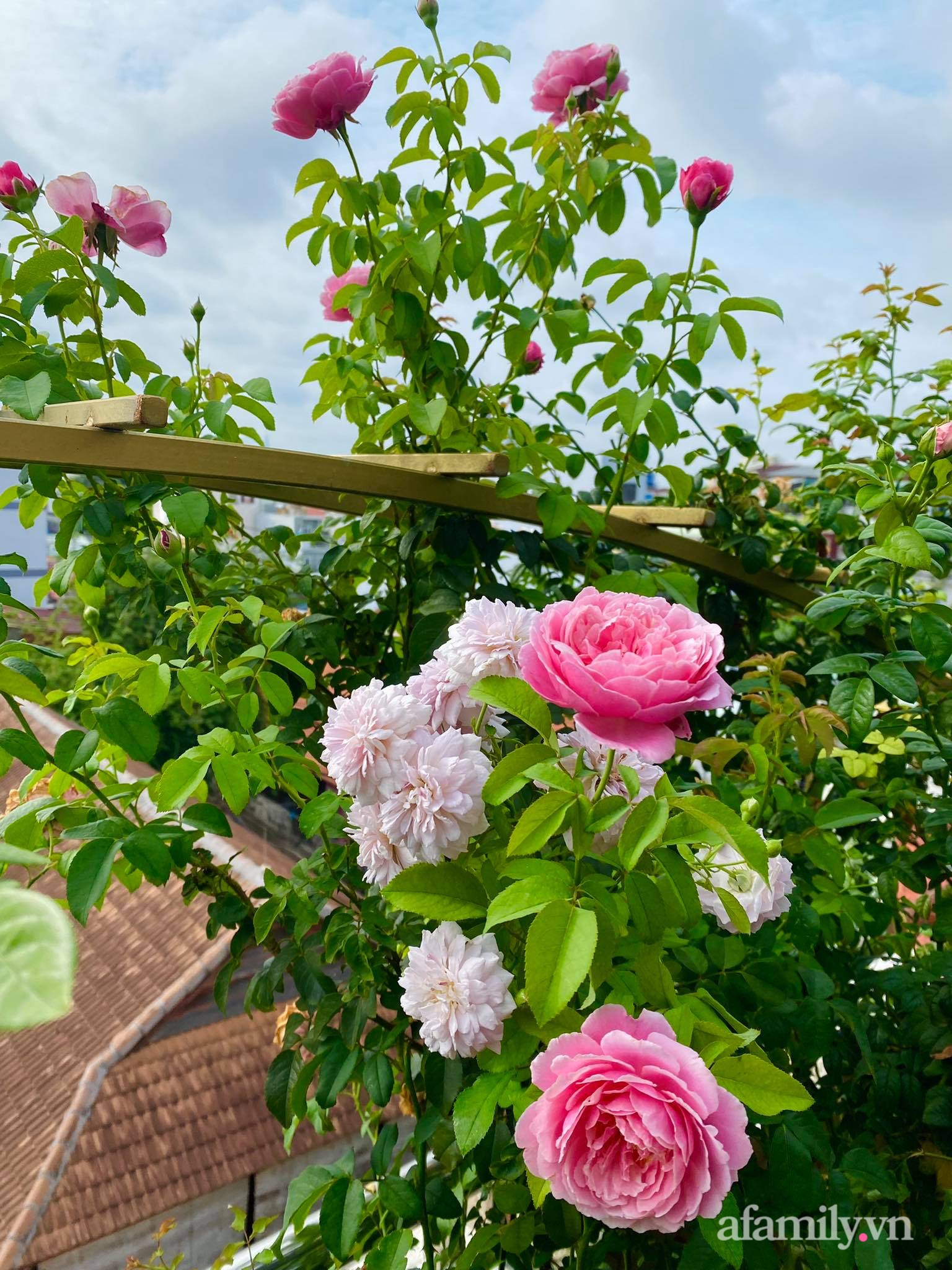 Sân thượng phủ kín hoa hồng và rau quả sạch ở Sài Gòn của Hoa hậu Janny Thủy Trần-8