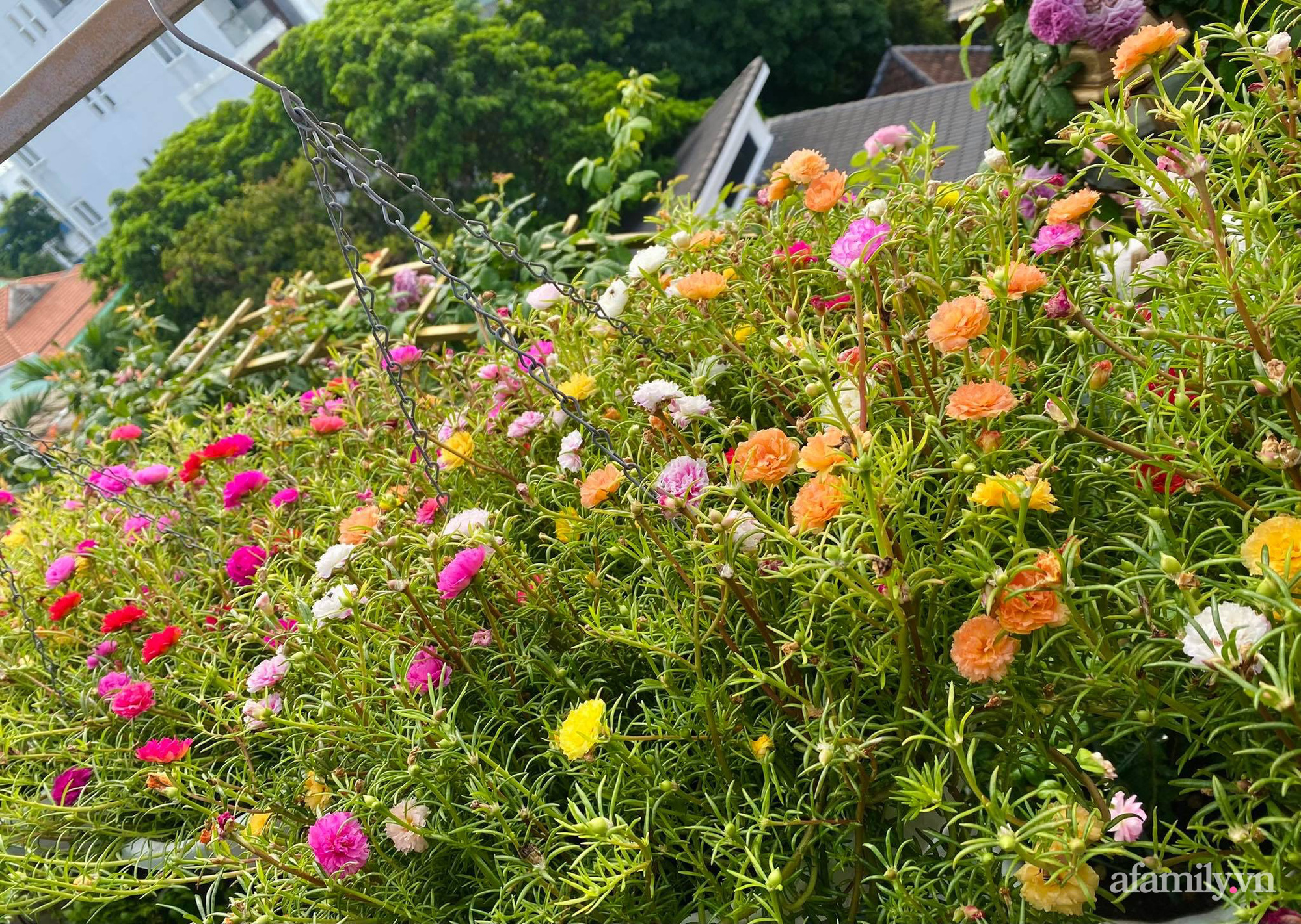 Sân thượng phủ kín hoa hồng và rau quả sạch ở Sài Gòn của Hoa hậu Janny Thủy Trần-22