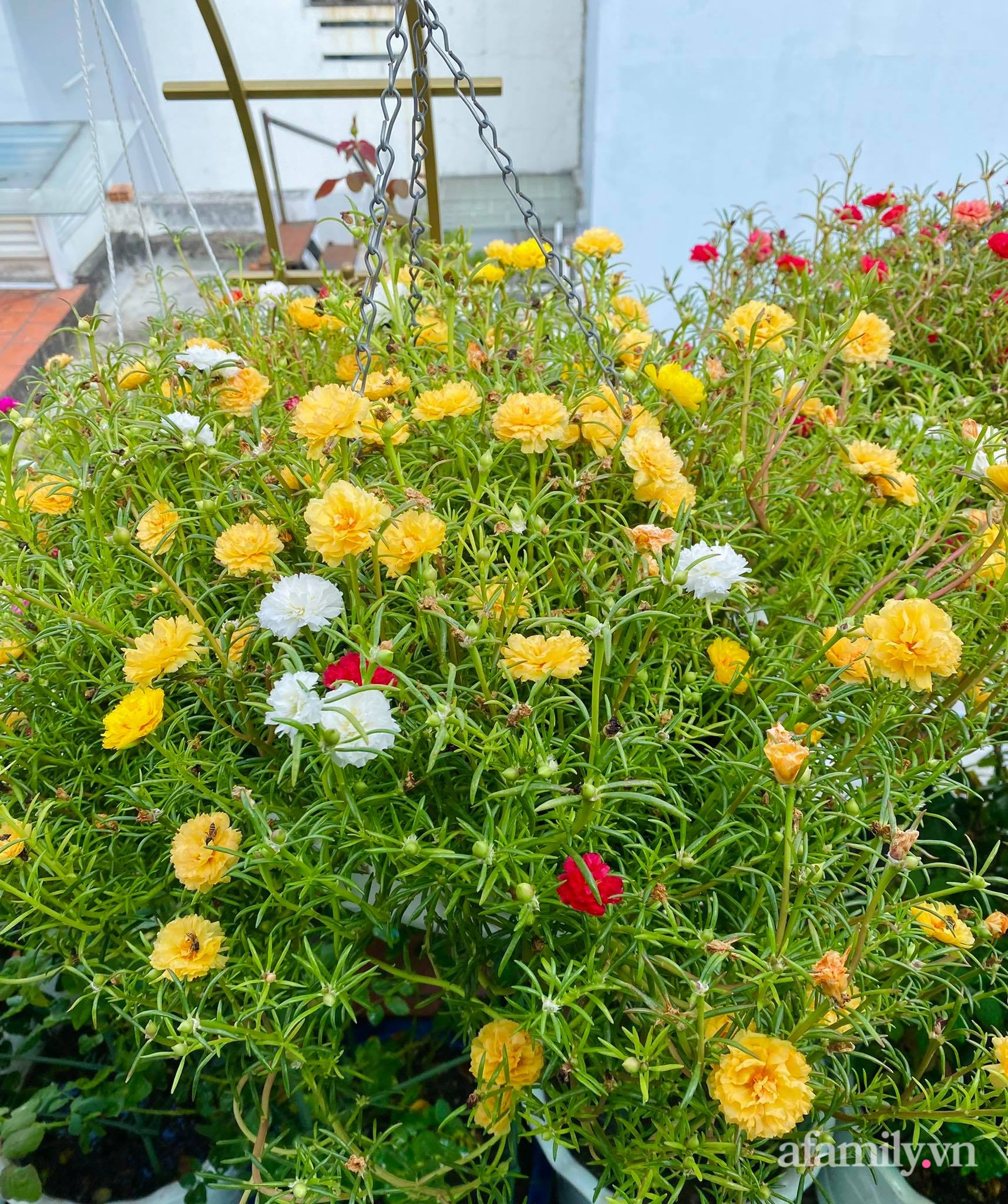 Sân thượng phủ kín hoa hồng và rau quả sạch ở Sài Gòn của Hoa hậu Janny Thủy Trần-23