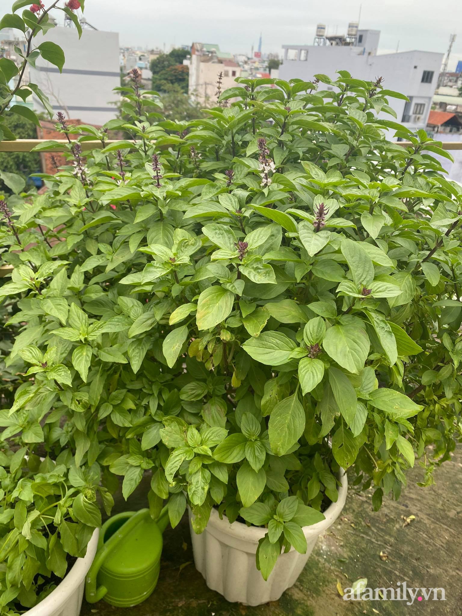 Sân thượng phủ kín hoa hồng và rau quả sạch ở Sài Gòn của Hoa hậu Janny Thủy Trần-32