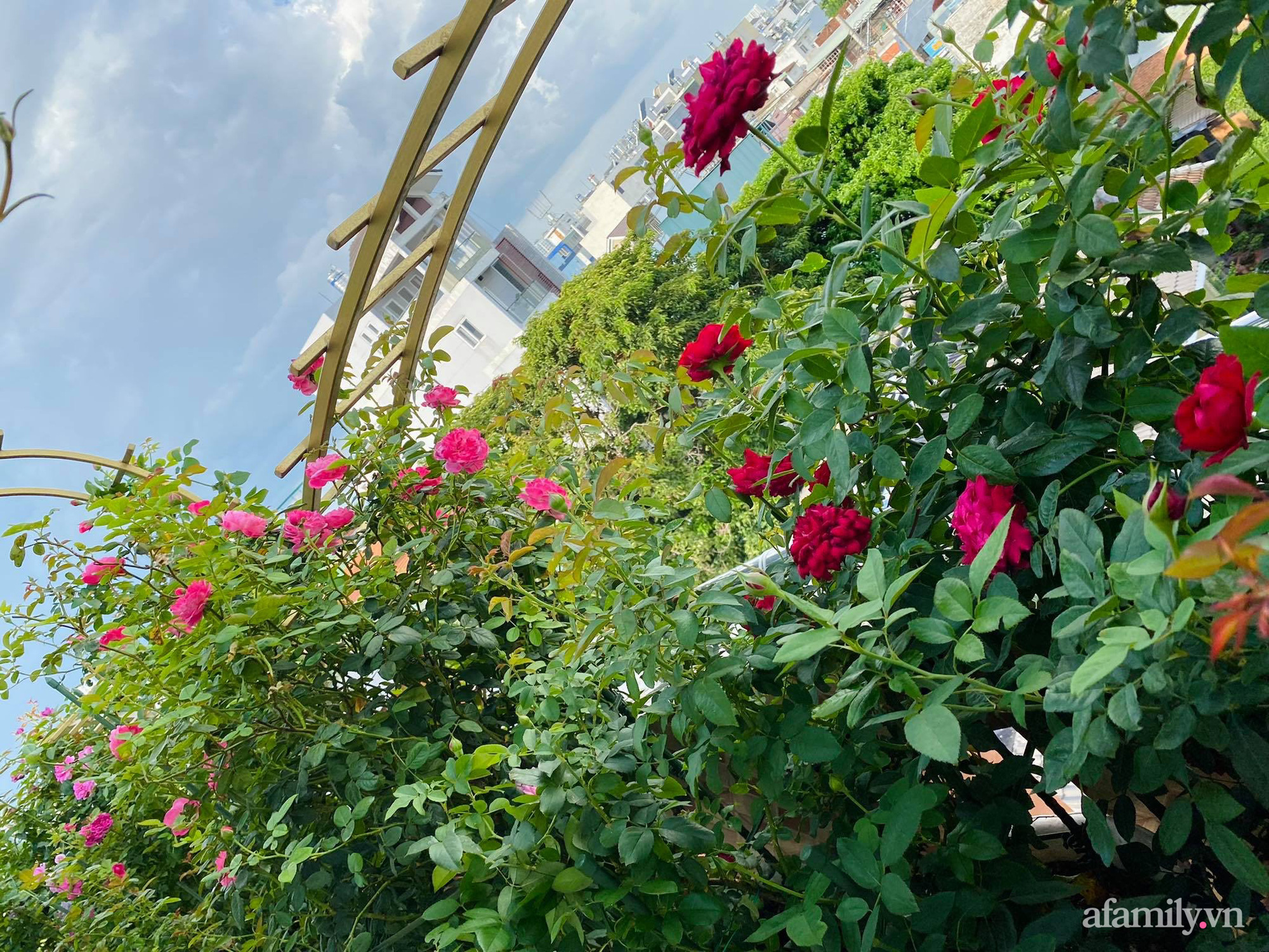 Sân thượng phủ kín hoa hồng và rau quả sạch ở Sài Gòn của Hoa hậu Janny Thủy Trần-6