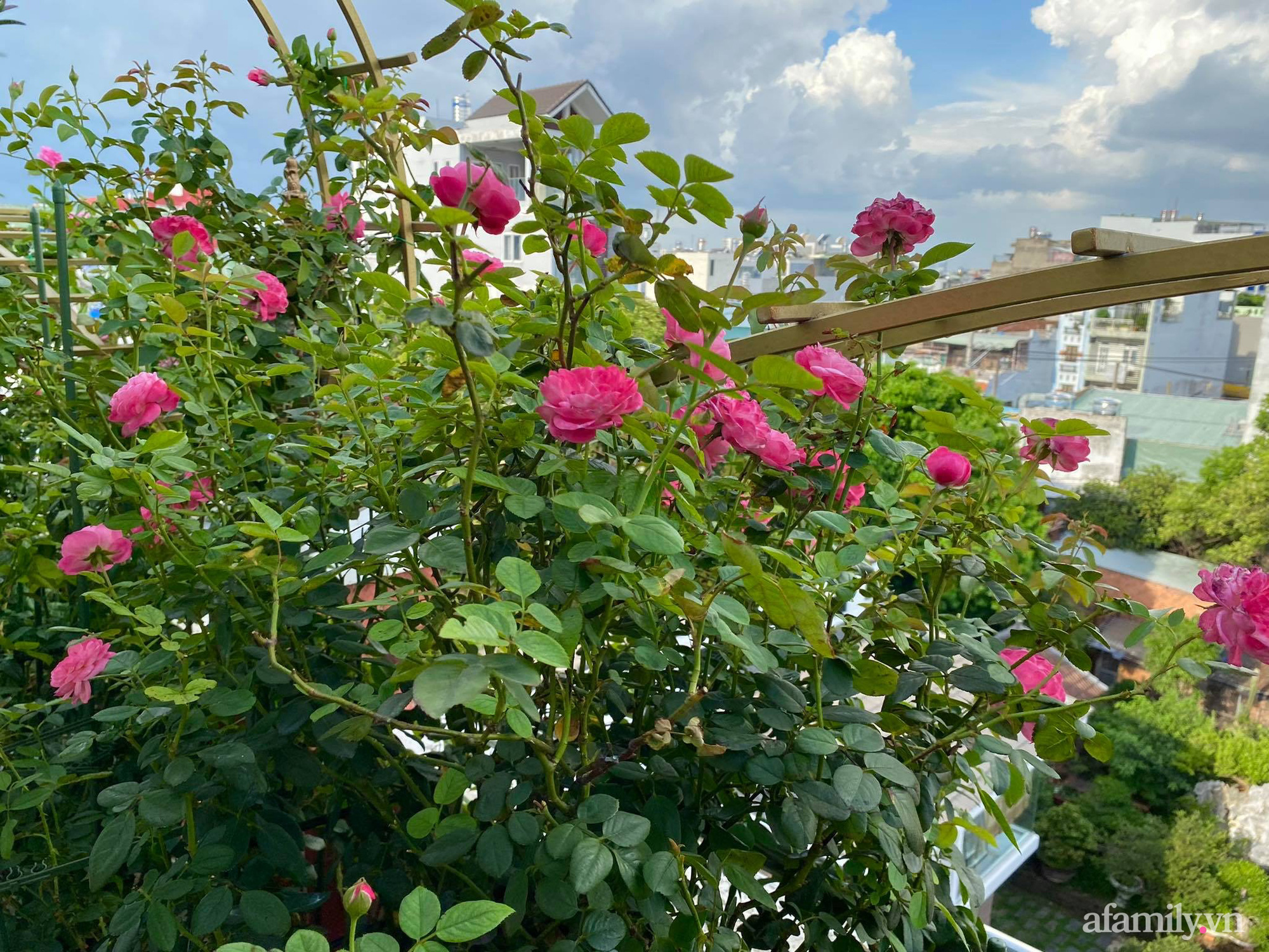Sân thượng phủ kín hoa hồng và rau quả sạch ở Sài Gòn của Hoa hậu Janny Thủy Trần-5