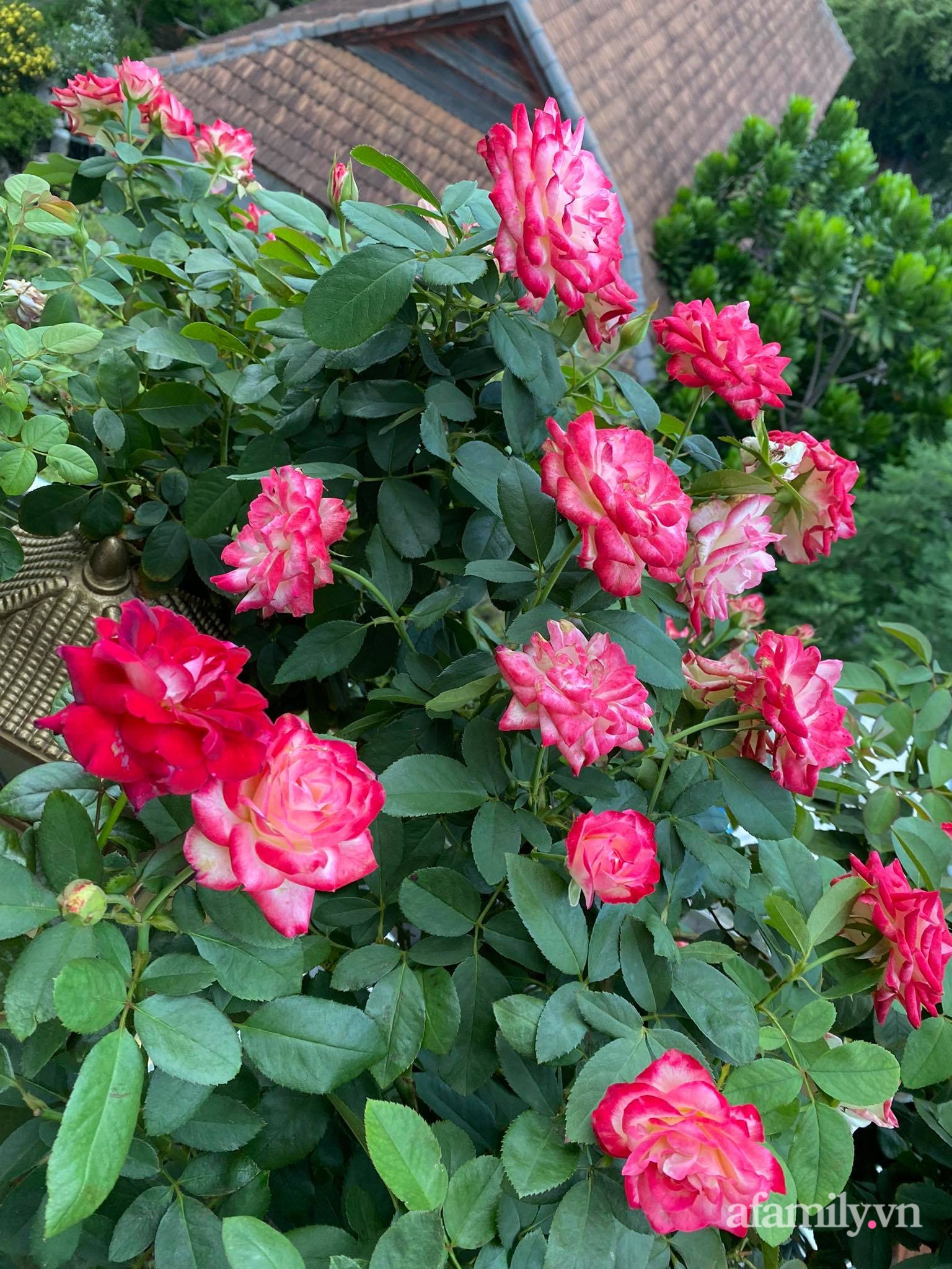 Sân thượng phủ kín hoa hồng và rau quả sạch ở Sài Gòn của Hoa hậu Janny Thủy Trần-9