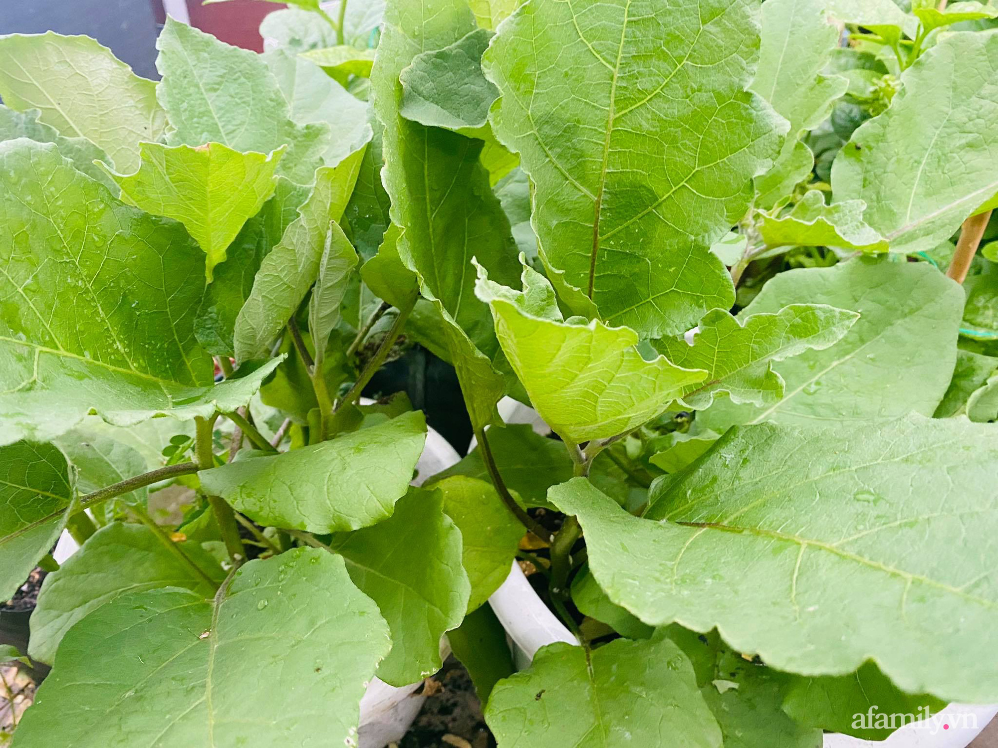 Sân thượng phủ kín hoa hồng và rau quả sạch ở Sài Gòn của Hoa hậu Janny Thủy Trần-36