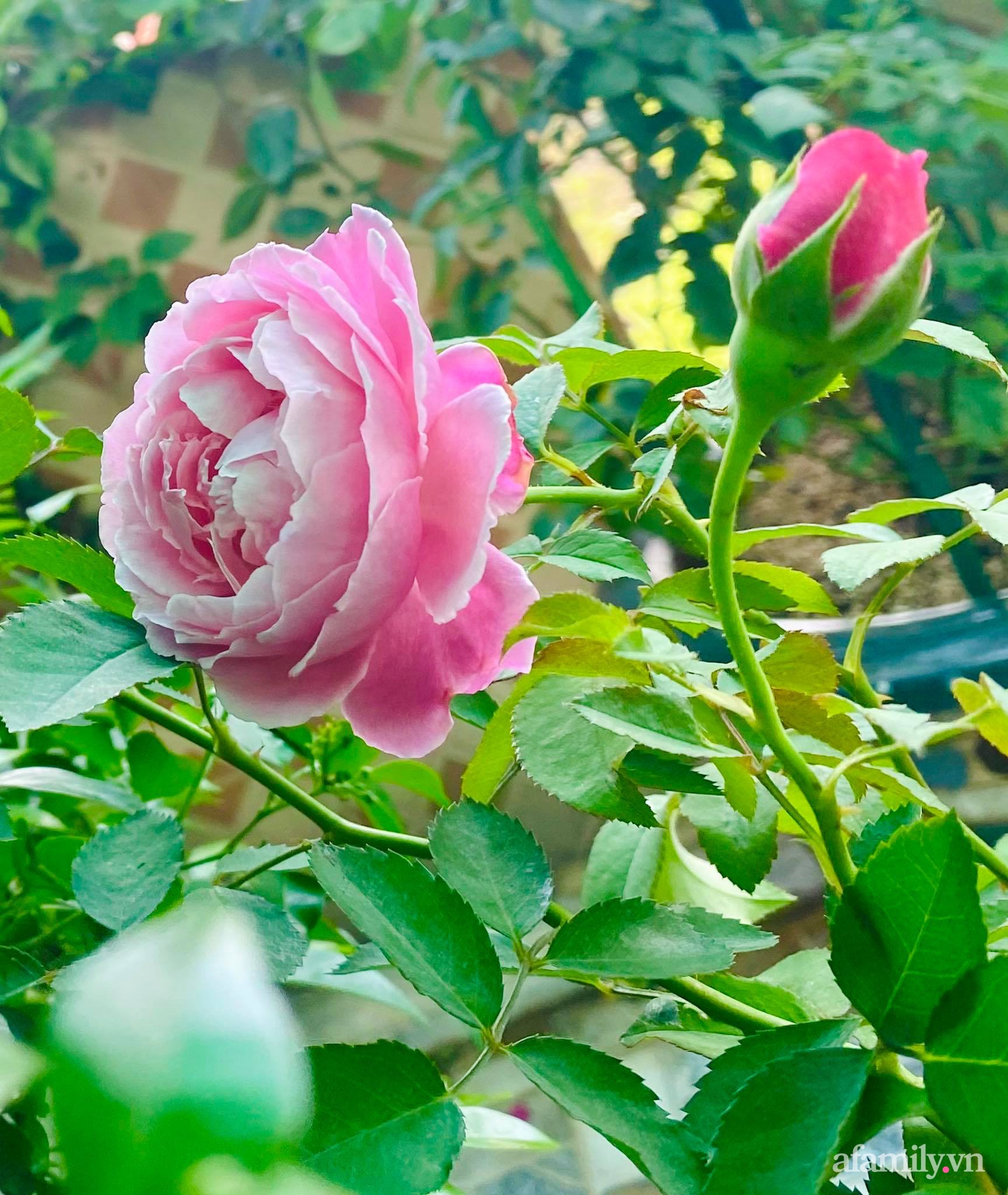 Sân thượng phủ kín hoa hồng và rau quả sạch ở Sài Gòn của Hoa hậu Janny Thủy Trần-12