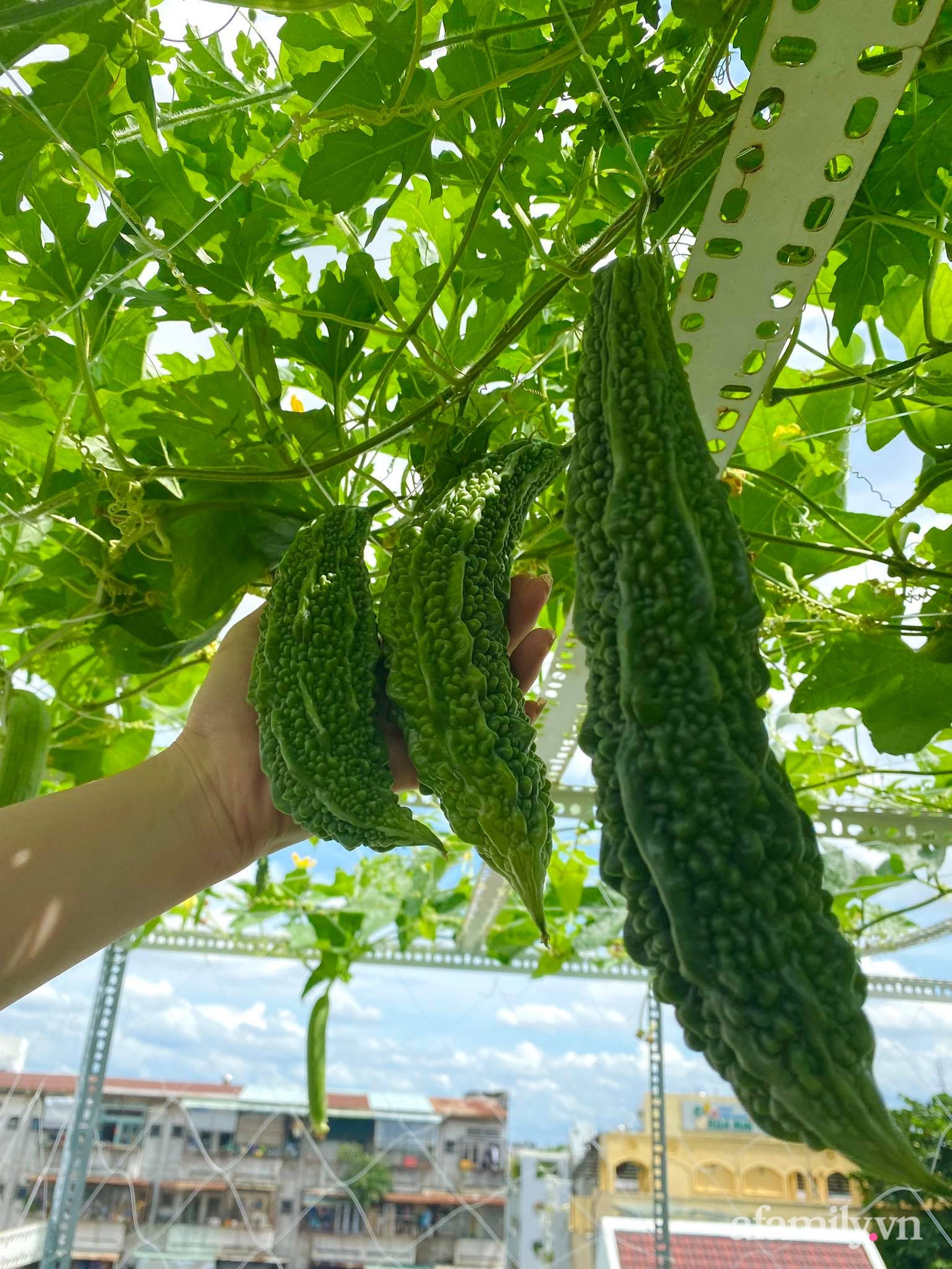 Sân thượng phủ kín hoa hồng và rau quả sạch ở Sài Gòn của Hoa hậu Janny Thủy Trần-28