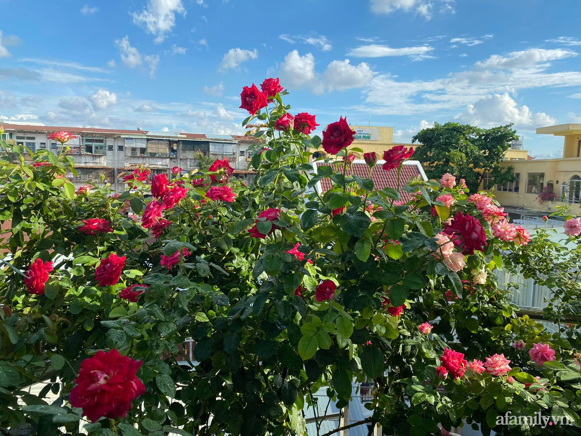 Sân thượng phủ kín hoa hồng và rau quả sạch ở Sài Gòn của Hoa hậu Janny Thủy Trần-14