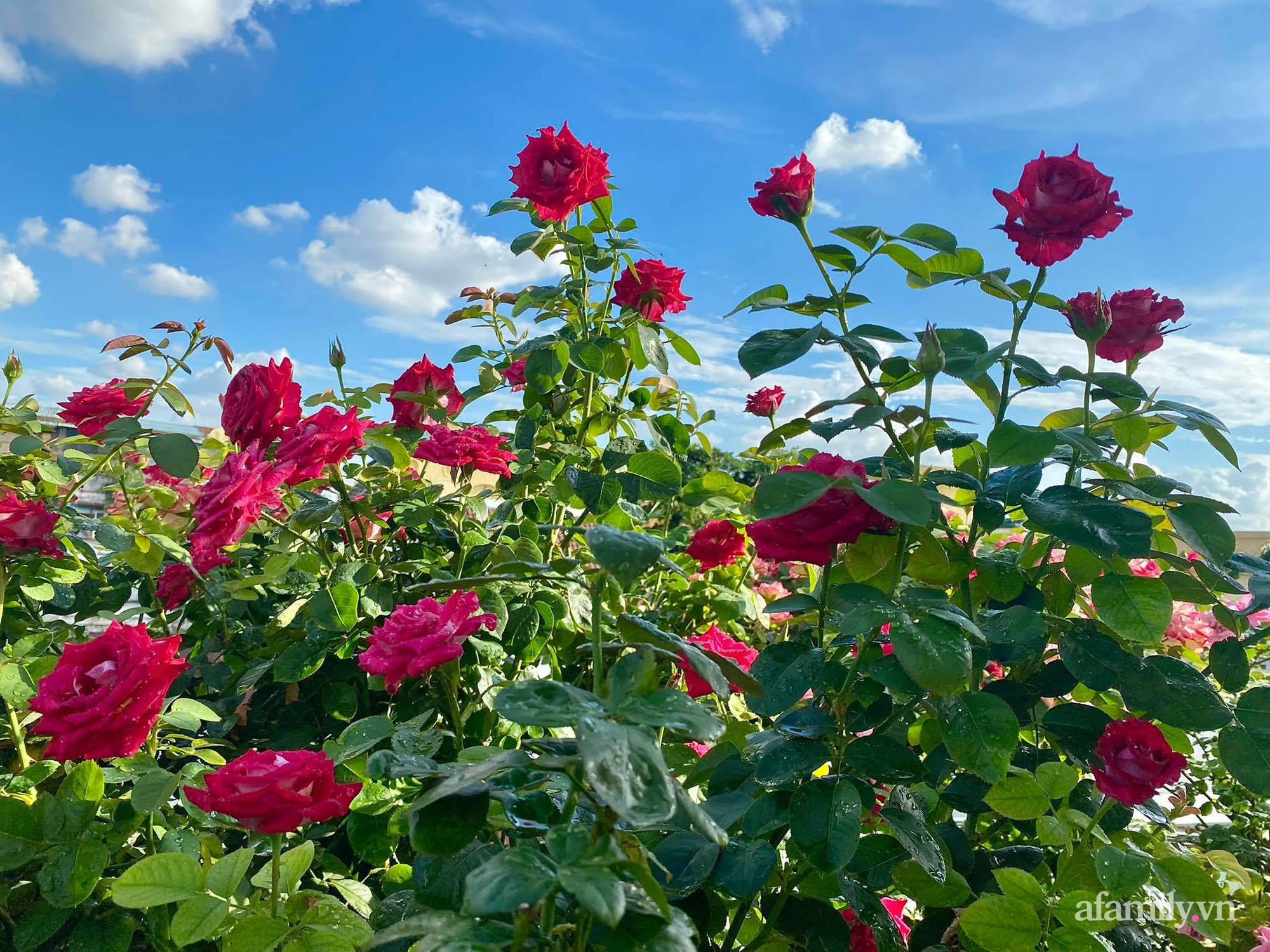 Sân thượng phủ kín hoa hồng và rau quả sạch ở Sài Gòn của Hoa hậu Janny Thủy Trần-18