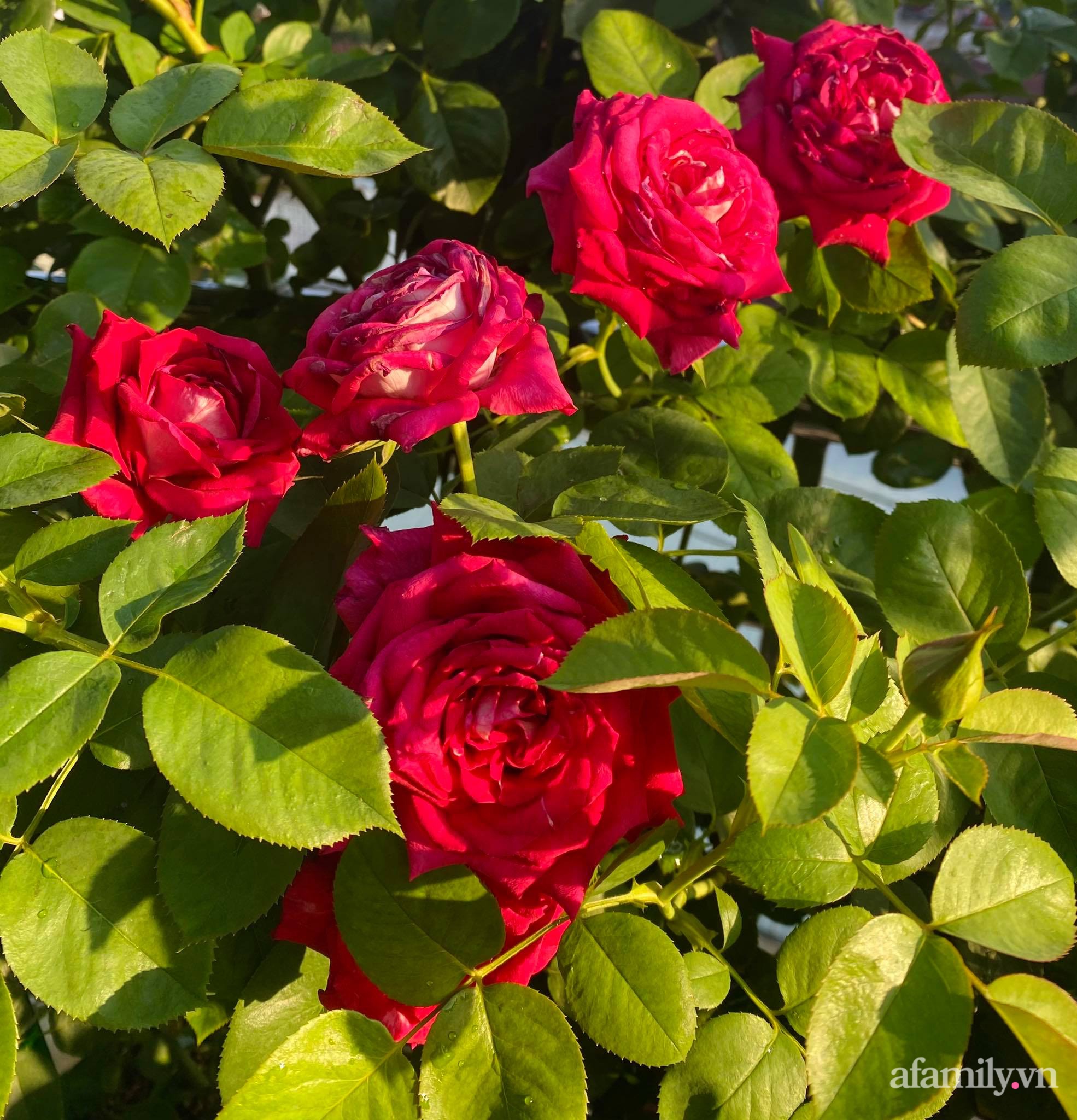 Sân thượng phủ kín hoa hồng và rau quả sạch ở Sài Gòn của Hoa hậu Janny Thủy Trần-17