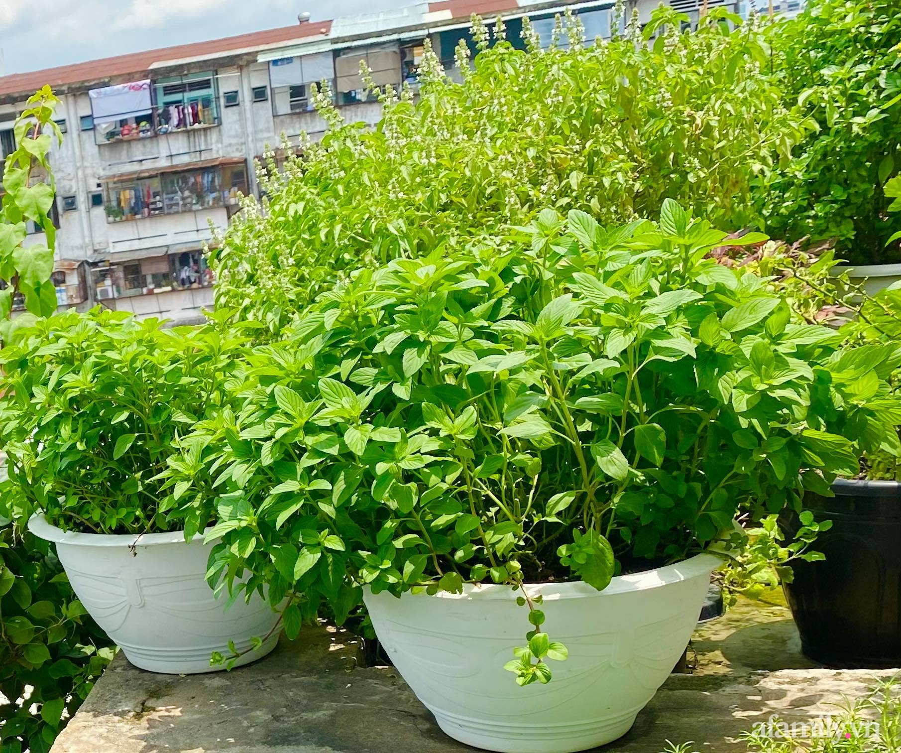 Sân thượng phủ kín hoa hồng và rau quả sạch ở Sài Gòn của Hoa hậu Janny Thủy Trần-29