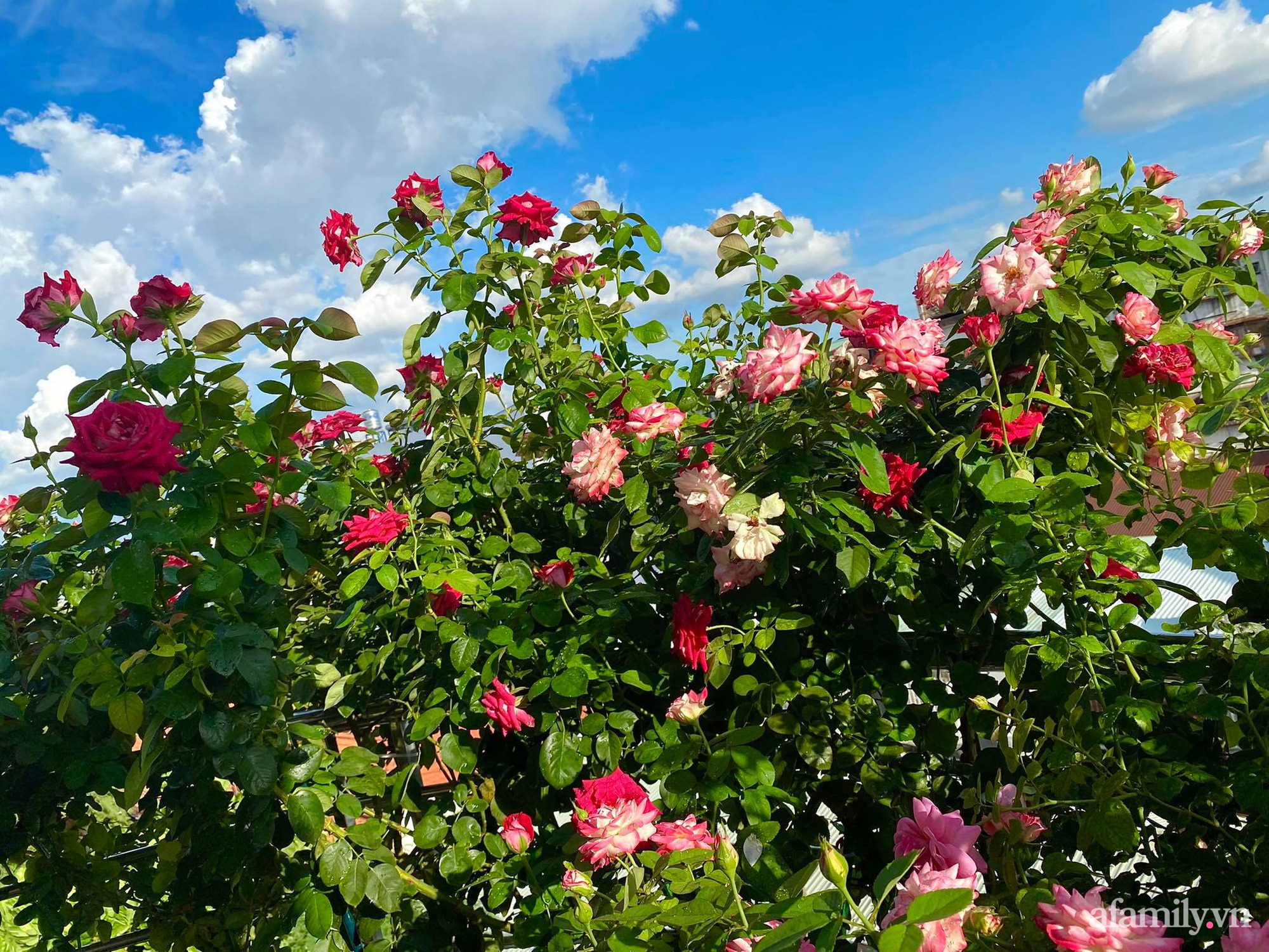 Sân thượng phủ kín hoa hồng và rau quả sạch ở Sài Gòn của Hoa hậu Janny Thủy Trần-2