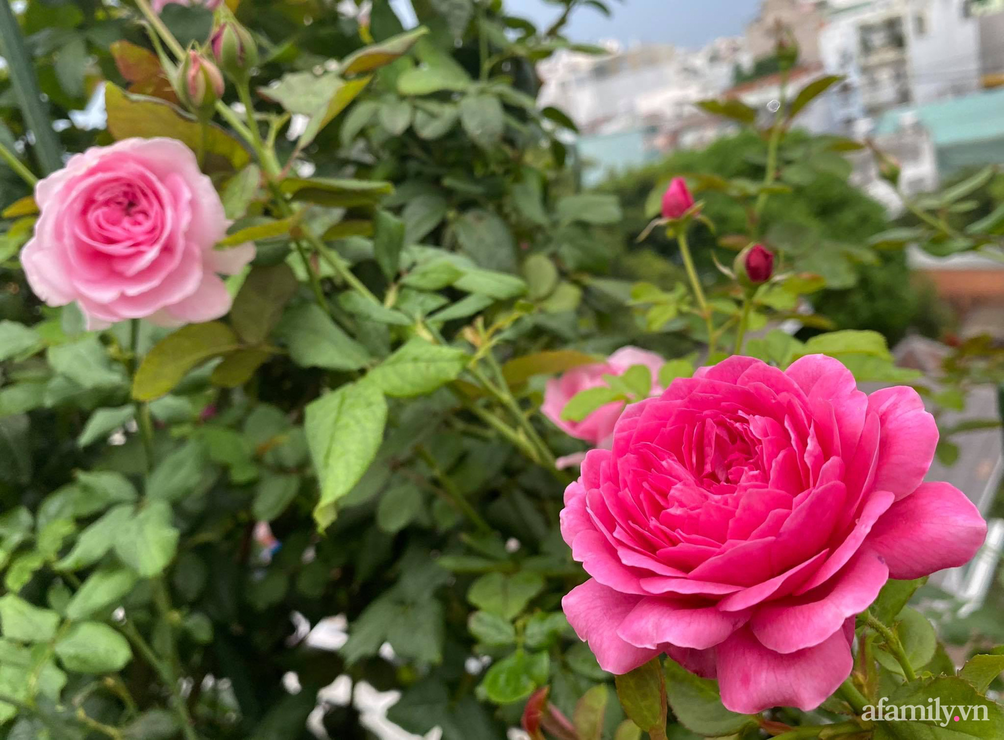 Sân thượng phủ kín hoa hồng và rau quả sạch ở Sài Gòn của Hoa hậu Janny Thủy Trần-11