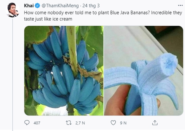 Giống chuối xanh biếc kì lạ tưởng chỉ là photoshop nào ngờ có thật 100%, lại còn được trồng ở rất gần Việt Nam-2