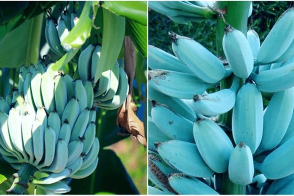 Hà Nội: Trứng gà tăng giá mạnh, nhiều nơi ‘cháy hàng’-3