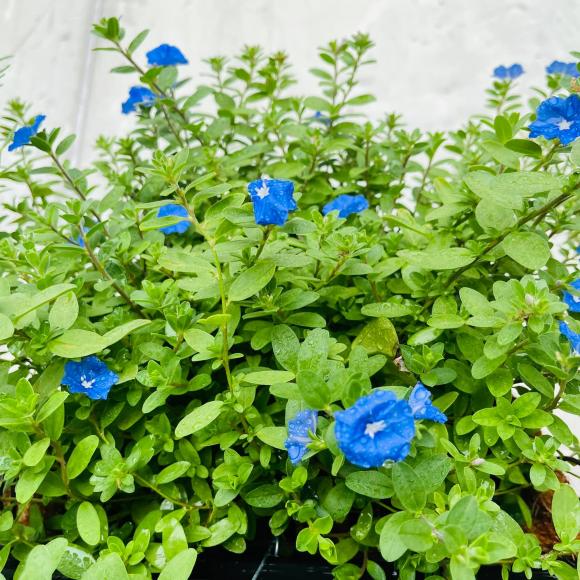 Ban công xanh mướt, ngập đầy hoa trong căn nhà mặt phố của vợ chồng diễn viên Hồ Bích Trâm-10