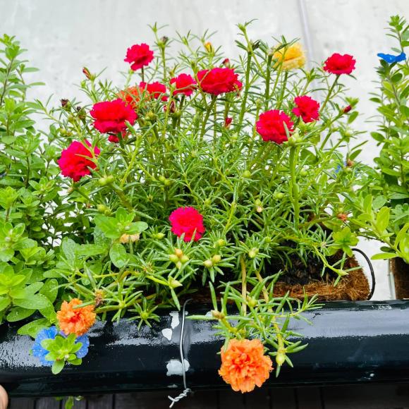 Ban công xanh mướt, ngập đầy hoa trong căn nhà mặt phố của vợ chồng diễn viên Hồ Bích Trâm-11