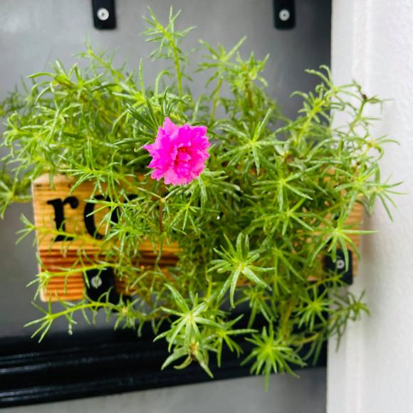 Ban công xanh mướt, ngập đầy hoa trong căn nhà mặt phố của vợ chồng diễn viên Hồ Bích Trâm-12