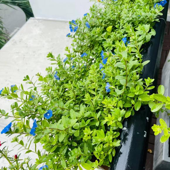 Ban công xanh mướt, ngập đầy hoa trong căn nhà mặt phố của vợ chồng diễn viên Hồ Bích Trâm-2