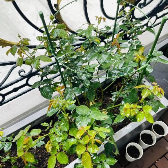 Ban công xanh mướt, ngập đầy hoa trong căn nhà mặt phố của vợ chồng diễn viên Hồ Bích Trâm-3