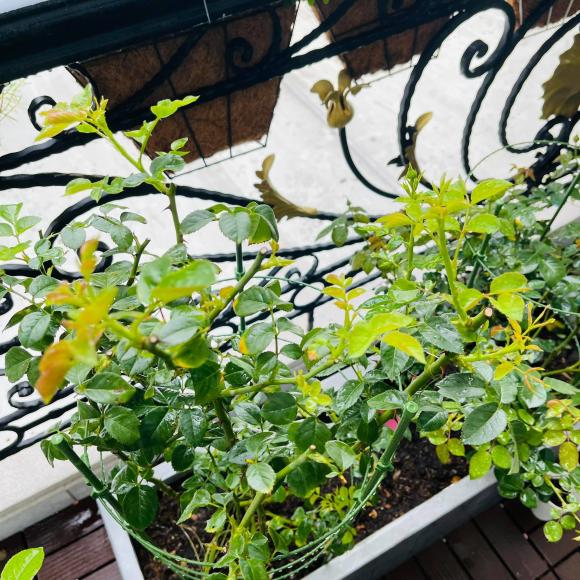 Ban công xanh mướt, ngập đầy hoa trong căn nhà mặt phố của vợ chồng diễn viên Hồ Bích Trâm-5