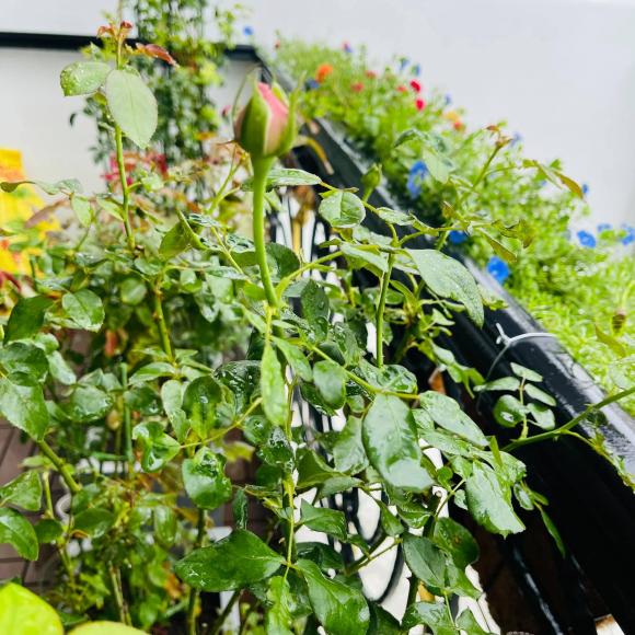 Ban công xanh mướt, ngập đầy hoa trong căn nhà mặt phố của vợ chồng diễn viên Hồ Bích Trâm-8