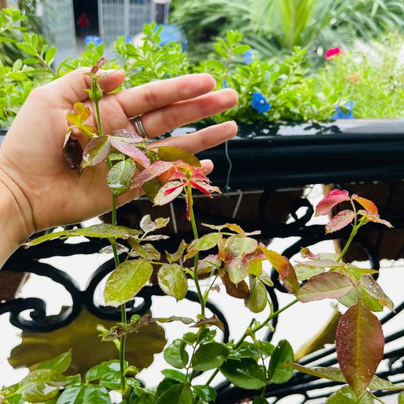 Ban công xanh mướt, ngập đầy hoa trong căn nhà mặt phố của vợ chồng diễn viên Hồ Bích Trâm-9